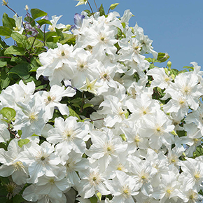 Clematis Snow Storm