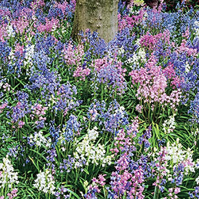 Wood Hyacinths Mixed