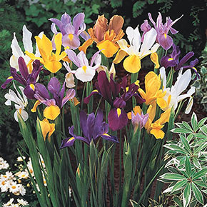 Dutch Iris Mix