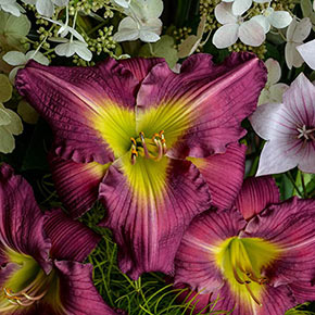 Garden Show Jumbo Daylily