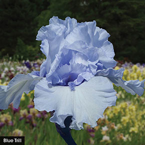 Heavenly Shades of Blue Iris Collection