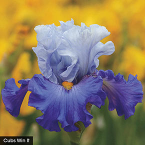 Heavenly Shades of Blue Iris Collection
