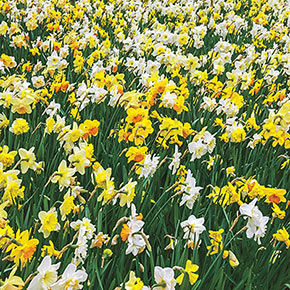 3 Months of Daffodils Mixture