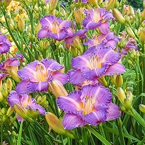 Entrapment Jumbo Daylily