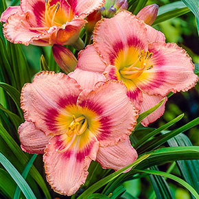 Strawberry Candy Daylily