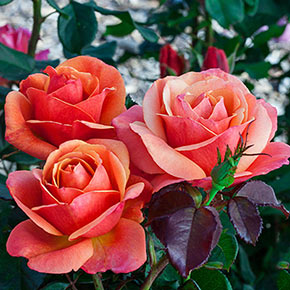 Anna's Promise Grandiflora Rose