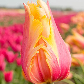 Flaming Memory Tulip