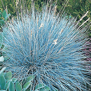 Blue Festuca Grass | Spring Hill Nurseries