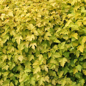 Golden Ninebark