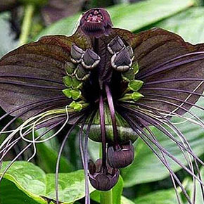 Black Bat Flower