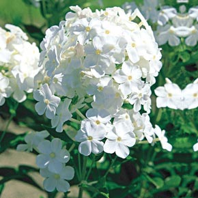 David Tall Phlox | Spring Hill Nurseries