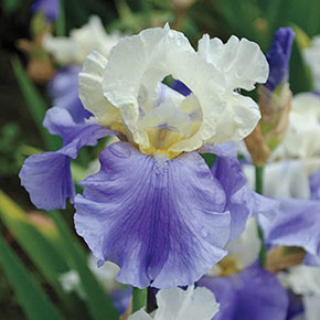 Stairway To Heaven KickStart™ German Iris