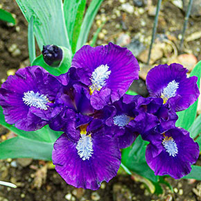Trajectory KickStart™ Miniature Bearded Iris