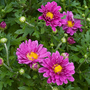 Hardy Mums