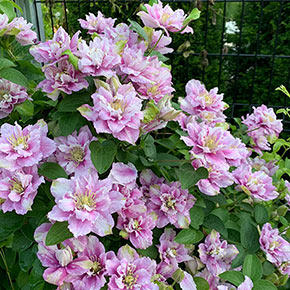 Strawberry Shortcake™ Clematis 