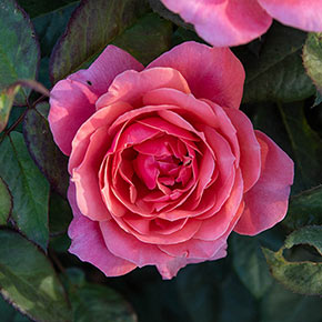Miss Manners<sup>™</sup> Grandiflora Rose