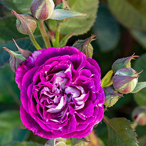 Cosmic Clouds<sup>™</sup> Shrub Rose