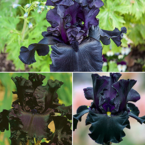 Bouquet Builders After Midnight Iris Collection