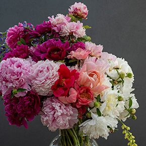 Our Choice Florist's Peony Collection