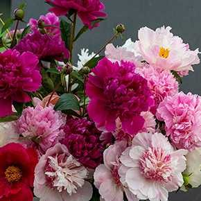 Our Choice Florist's Peony Collection