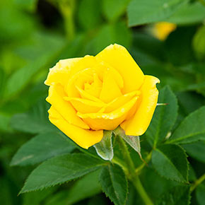 Jumbo Radiant Perfume Grandiflora Rose
