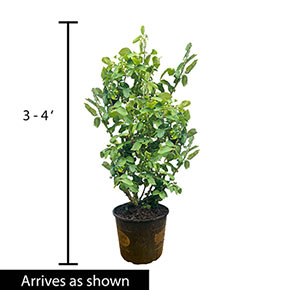 Grande Dame™ Hybrid Tea Rose