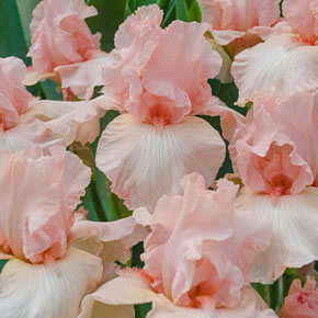 Beverly Sills Kickstart ™ Reblooming Iris