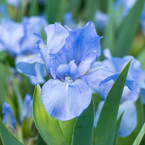 Forever Blue Kickstart ™ Dwarf Reblooming Iris