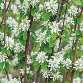 Standing Ovation™ Serviceberry