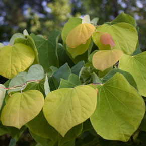 Rising Sun Redbud (Cercis canadensis)