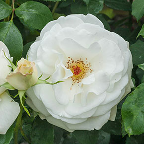 Sugar Moon™ Hybrid Tea Rose