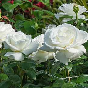 Sugar Moon™ Hybrid Tea Rose