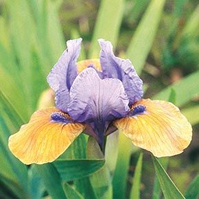 What Again Reblooming Dwarf Bearded Iris