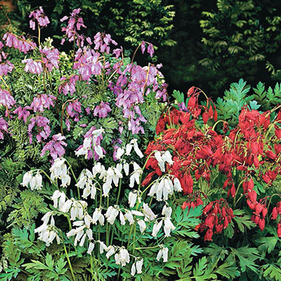 Fernleaf Bleeding Heart Mix | Spring Hill Nurseries