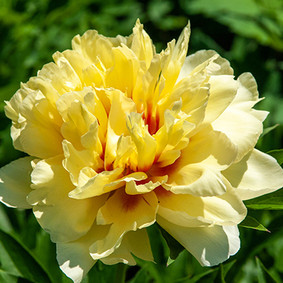 Bartzella Itoh Peony | Spring Hill Nurseries