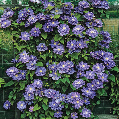 Blue Explosion Clematis | Spring Hill Nurseries