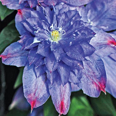 Blue Explosion Clematis 