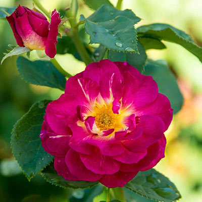 Outta the Blue Shrub Rose - Shop Roses | Spring Hill Nurseries