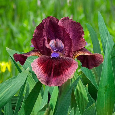 Cat's Eye Miniature German Iris | Spring Hill Nurseries