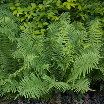 Buy Ostrich Fern at Spring Hill Nursery