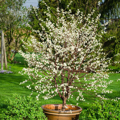 Carmine Jewel Dwarf Cherry Spring Hill Nurseries