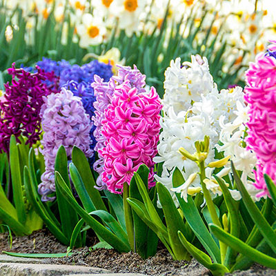 Fragrant Hyacinth Mix - Shop Bulbs | Spring Hill Nurseries