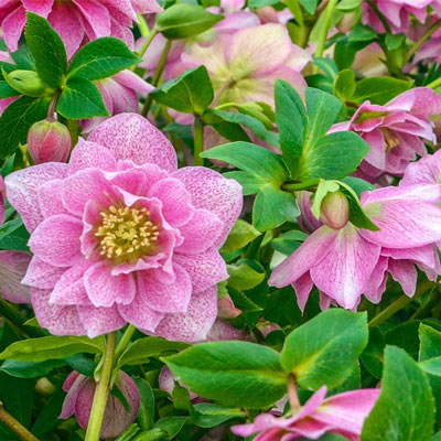 Wedding Crasher Lenten Rose– Hellebore | Spring Hill