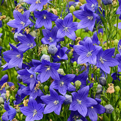 Fuji Blue Balloon Flower | Shop Perennials | Spring Hill