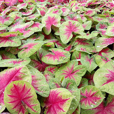 Lemon Blush Caladium | Shop Tropical Plants | Spring Hill