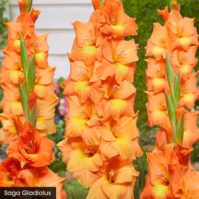 Gladiolus Trio | Spring Hill Nurseries