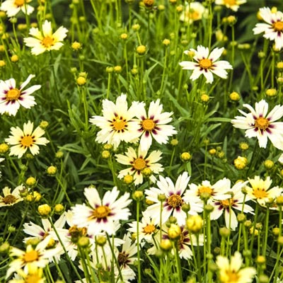 Starlight Coreopsis | Spring Hill Nurseries