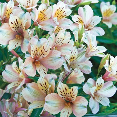 Inca Ice Peruvian Lily | Spring Hill Nurseries