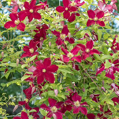 Clematis Burning Love — Shop Clematis | Spring Hill