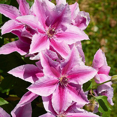 Clematis Prince William Abundant Flowering Spring Hill
